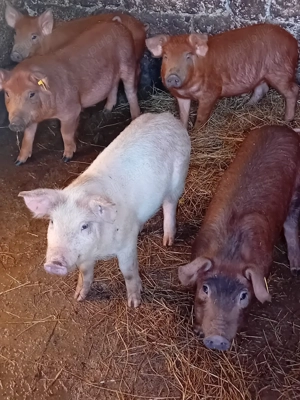 Vând porcii . Rasa duroc - imagine 3