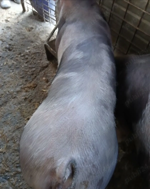 Purcele de vânzare, rasa Pietrain  - imagine 2