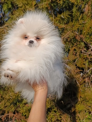Pomeranian mini toy femela și mascul - imagine 3
