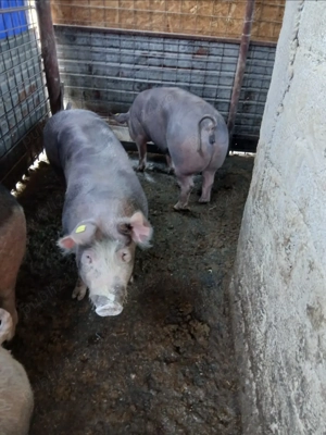 Purcele de vânzare, rasa Pietrain  - imagine 4