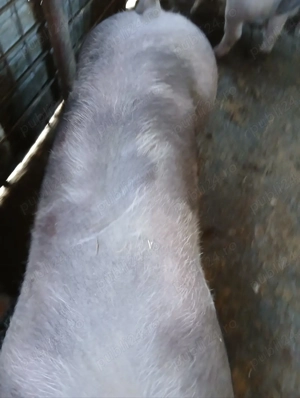 Purcele de vânzare, rasa Pietrain  - imagine 5