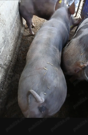 Purcele de vânzare, rasa Pietrain  - imagine 3