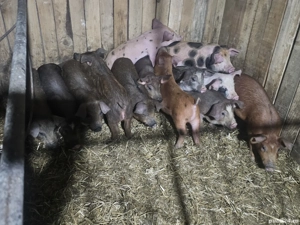 vând 9 purcei de 10 săptămâni rasa de carne Duroc 18-20 kg - imagine 2