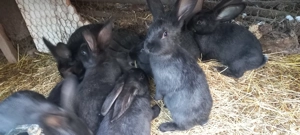 Iepurași 2 luni, negri . - imagine 2