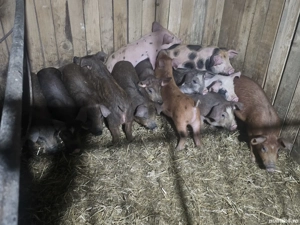 vând 9 purcei de 10 săptămâni rasa de carne Duroc 18-20 kg - imagine 3