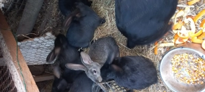 Iepurași 2 luni, negri . - imagine 3