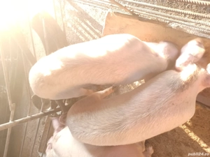 de vanzare 4 grasuni la 40 45hg   - imagine 2