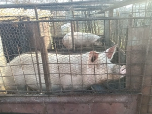 Vând porci rasă de carne 