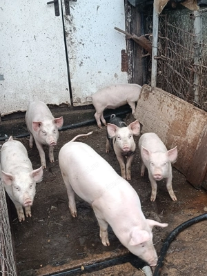 Purcei 12 săptămâni  6 buc disponibili  - imagine 4