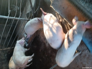 de vanzare 4 grasuni la 40 45hg   - imagine 3