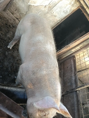 Vând porci rasă de carne  - imagine 3