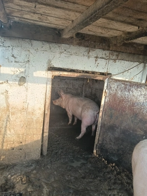 Vând porci rasă de carne  - imagine 4