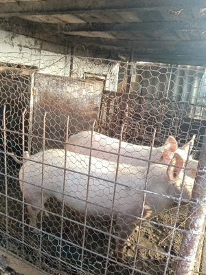 Vând porci rasă de carne  - imagine 5