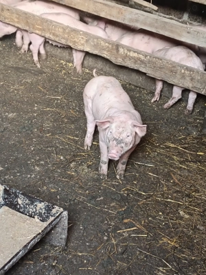 Când purcei de rasă pură pietrean 