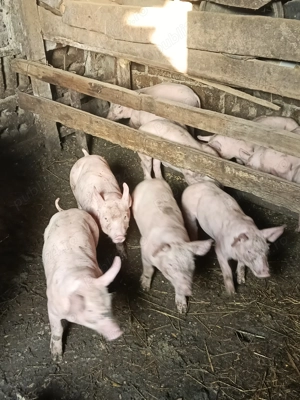 Când purcei de rasă pură pietrean  - imagine 3