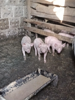 Când purcei de rasă pură pietrean  - imagine 2