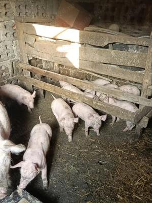 Când purcei de rasă pură pietrean  - imagine 4