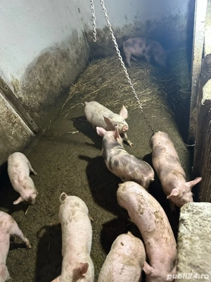 Purcei de vanzare  - imagine 4