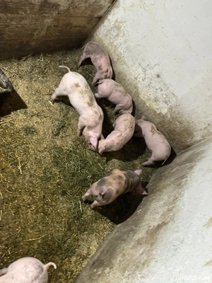 vând purcei  - imagine 2