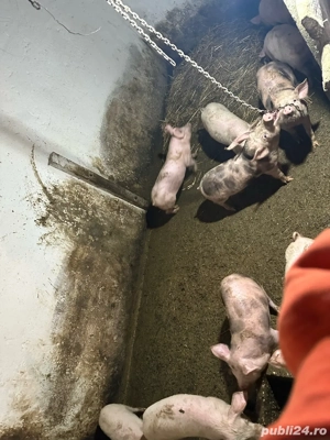 Purcei de vanzare  - imagine 2