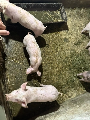 vând purcei  - imagine 3