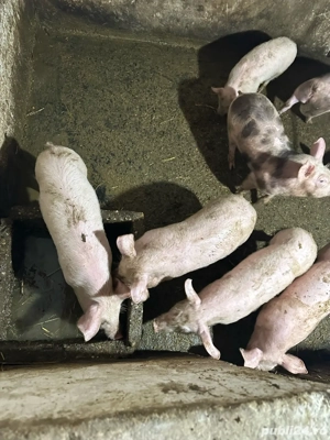 Purcei de vanzare  - imagine 3