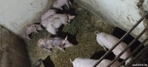 vând purcei  - imagine 4