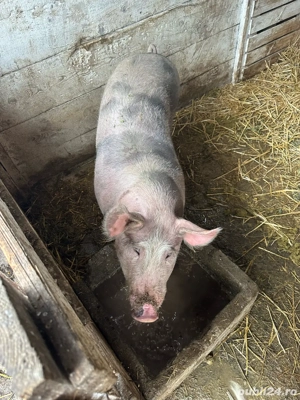 Porci pentru sacrificat  - imagine 4
