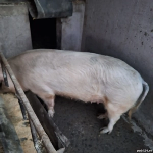 porci de casă  - imagine 2