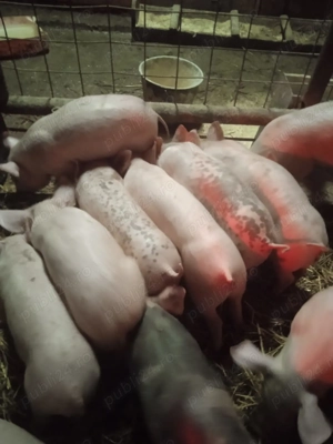 Purcei crescuți BIO !!!