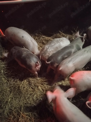 Purcei crescuți BIO !!! - imagine 2