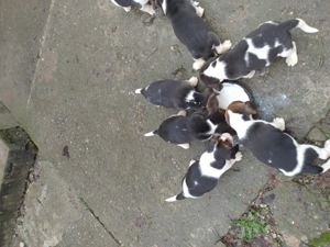 Căței beagle cu carnet de sănătate și vaccin  - imagine 2