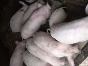 porci de vinzare 500 bukata negociabil 
