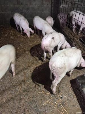 Vând purcei  - imagine 4