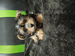 Baietel Yorkshire Terrier - imagine 2