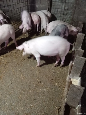 Vând purcei  - imagine 3