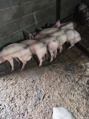 Vând purcei  - imagine 2