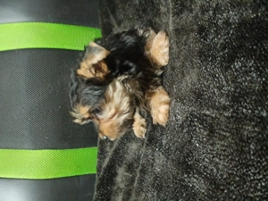 Baietel Yorkshire Terrier - imagine 3