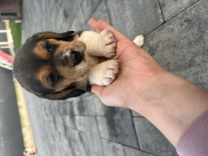 Beagle tricolor  - imagine 2