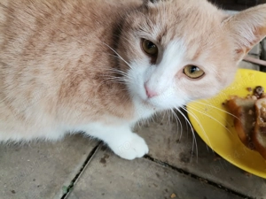 Donez pisică 7 luni forte blândă 