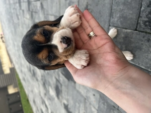 Beagle tricolor  - imagine 3