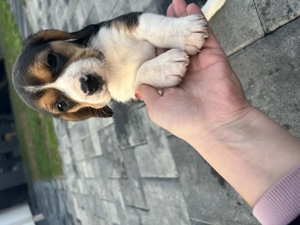 Beagle tricolor  - imagine 4