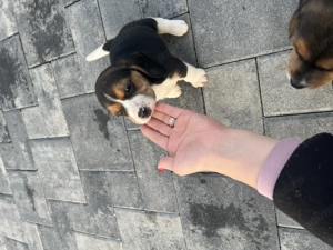 Beagle tricolor  - imagine 5