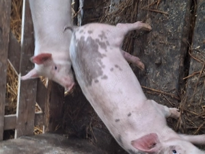 Vind doi purcei de 14 saptamini