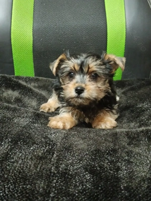 Baietel Yorkshire Terrier