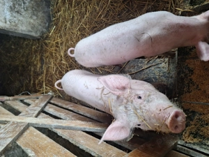 Vind doi purcei de 14 saptamini - imagine 5