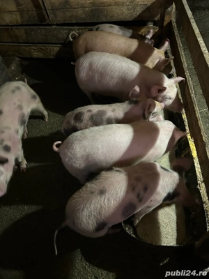 vand purcele - imagine 2