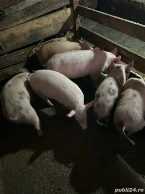 vand purcele - imagine 3