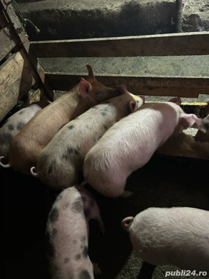 vand purcele - imagine 4