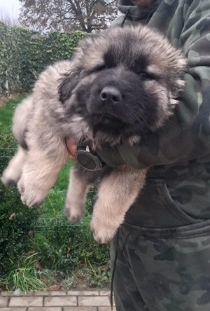 Ciobănesc caucazian 